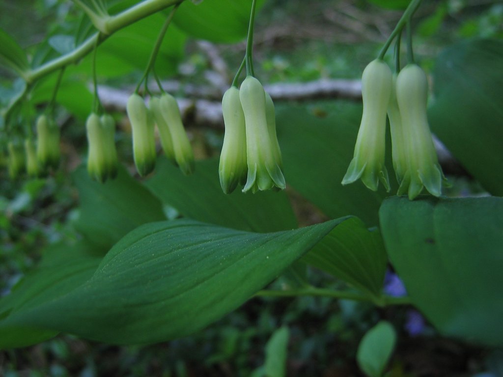Polygonatum multiflorum